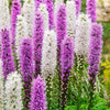 Lampenpoetser (x12) - Liatris spicata - Bloembollen