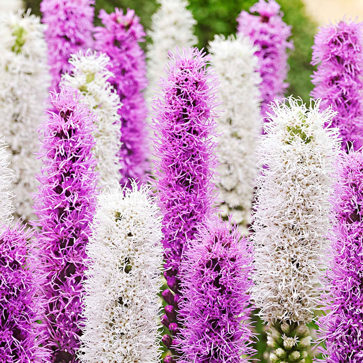 Lampenpoetser (x12) - Liatris spicata - Bakker