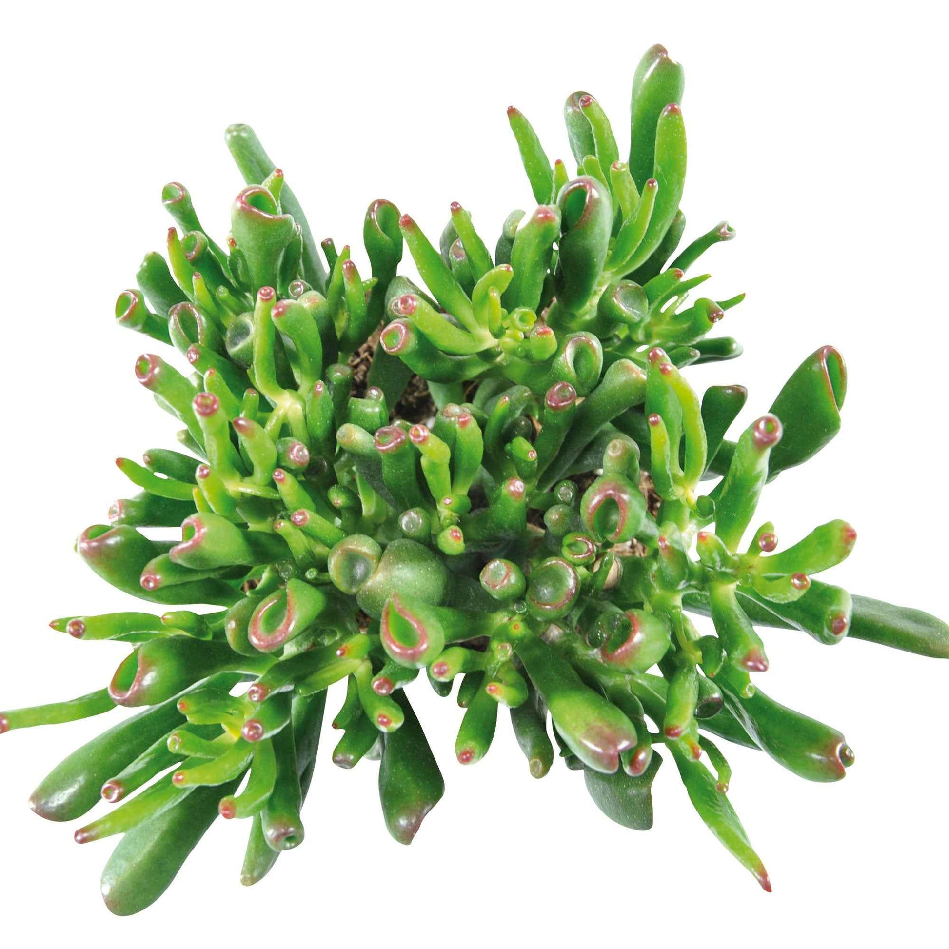 Jadeplant 'Hobbit' - Crassula ovata hobbit - Kamerplanten
