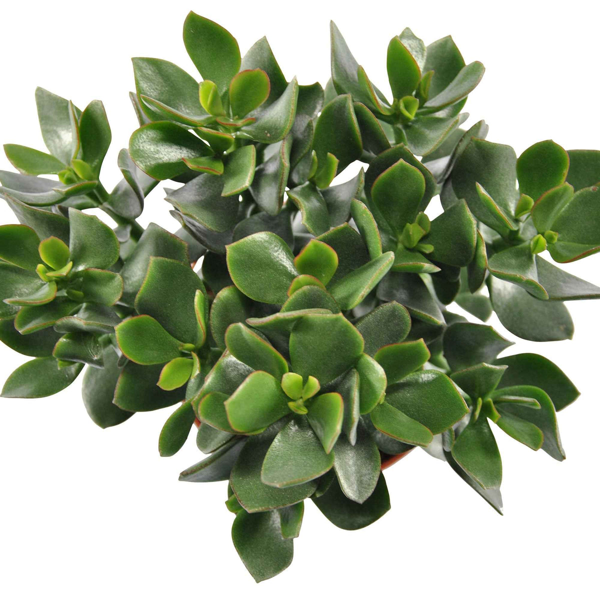 Jadeplant Crassula 'Hulk' - Crassula ovata Hulk - Bakker