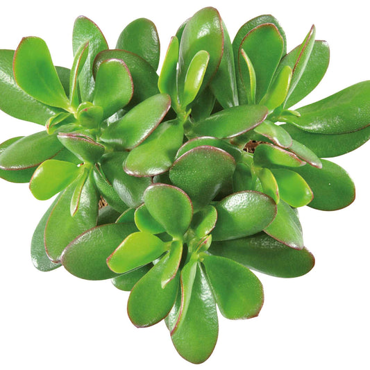 Jadeplant - Crassula ovata argentea - Kamerplanten