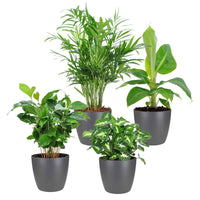 Tropische kamerplanten Mix incl. Elho sierpotten Antraciet (x4) - Chamaedorea, Syngonium, Musa, Coffea 'Fresh' - Plant in pot