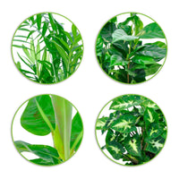 Tropische kamerplanten Mix incl. Elho sierpotten Antraciet (x4) - Chamaedorea, Syngonium, Musa, Coffea 'Fresh' - Binnenplanten in sierpot