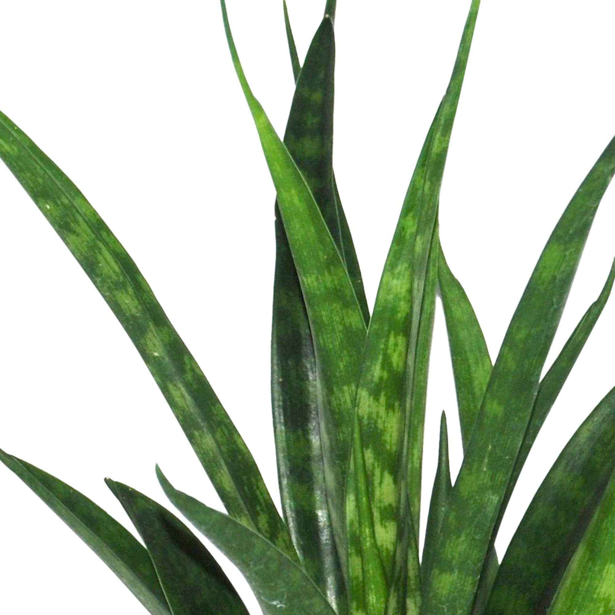 Sansevieria Kirkii Friends - Vrouwentong 'Friends' - Sansevieria