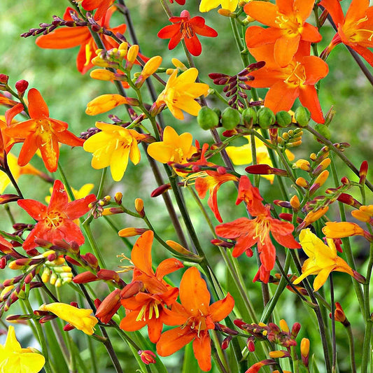 Crocosmia Mix (x30) - Bakker