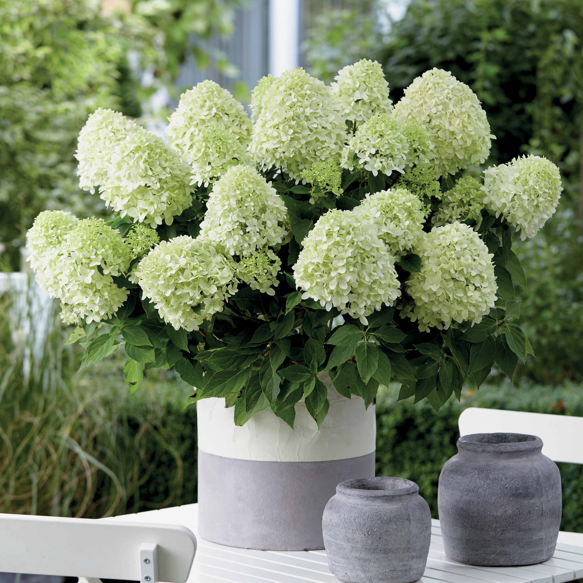 Pluimhortensia 'Little Spooky' - Hydrangea paniculata little spooky - Bakker