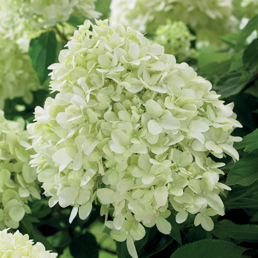 Pluimhortensia 'Little Spooky' - Bakker