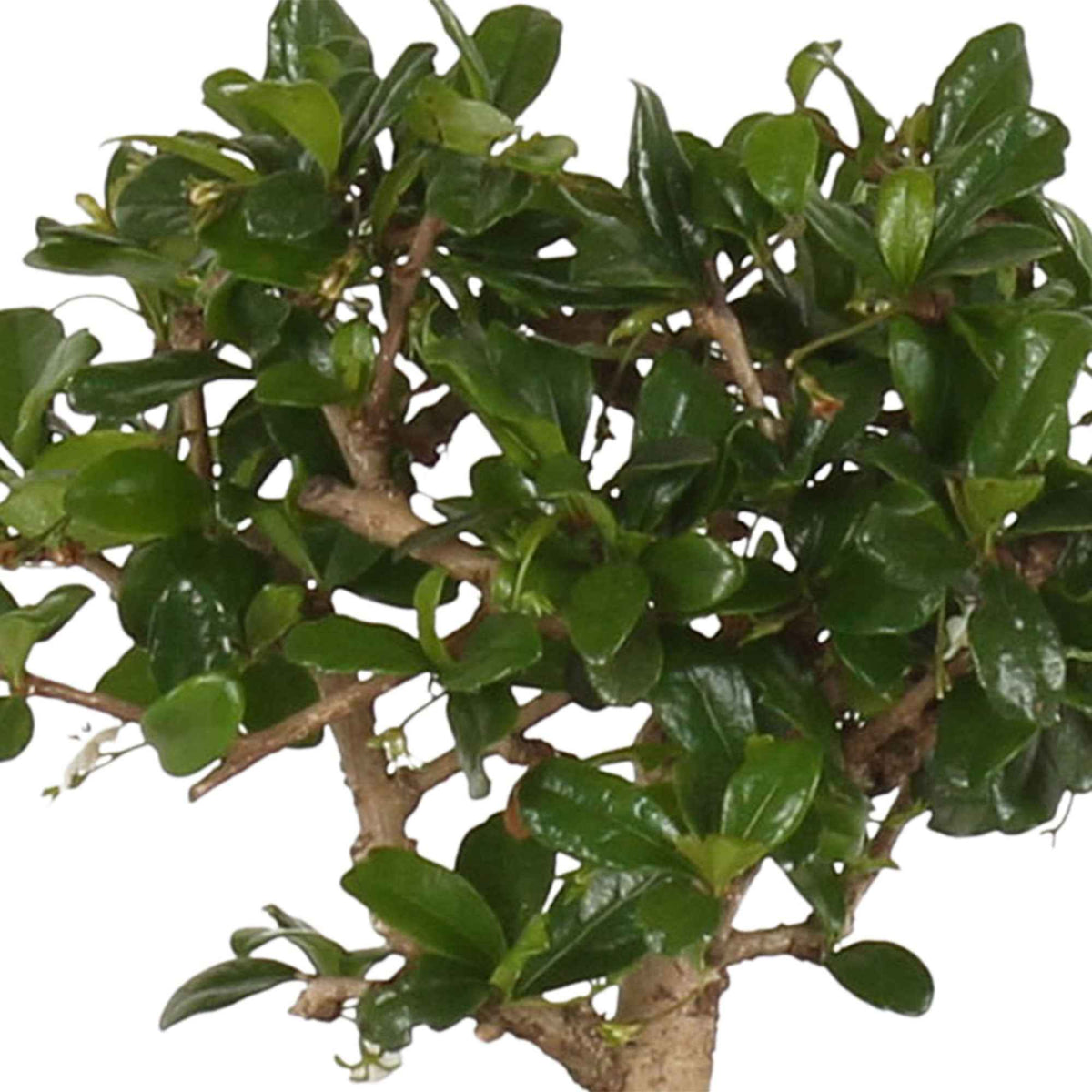 Bonsai Carmona bol-vorm incl. sierpot - Bonsaï carmona - Bakker