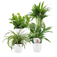 Luchtzuiverende planten incl. Elho sierpotten Wit (x4) - Dypsis, Chlorophytum, Asplenium, Spathiphyllum - Op soort