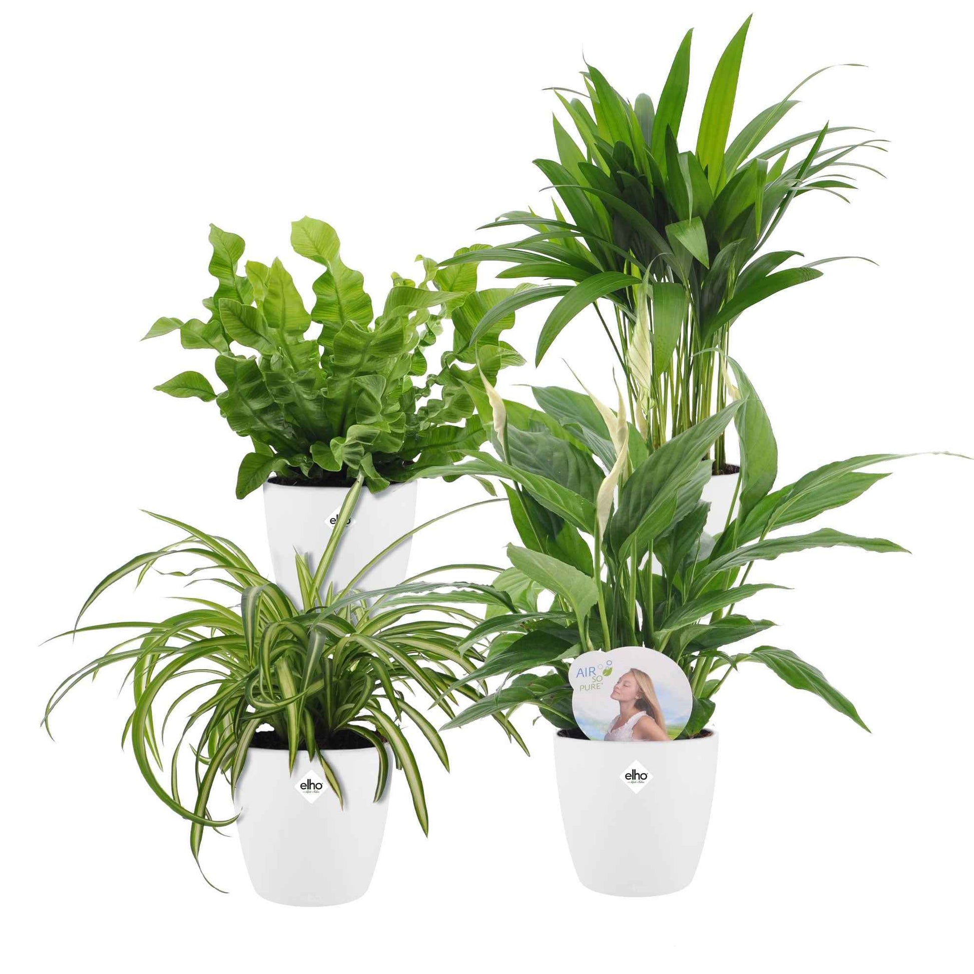 air so pure planten Luchtzuiverende planten incl. Elho sierpotten Wit - Dypsis, Chlorophytum, Asplenium, Spathiphyllum