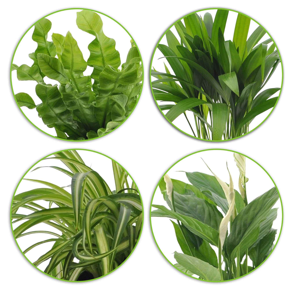 Dypsis, Chlorophytum, Asplenium, Spathiphyllum - Luchtzuiverende planten incl. Elho sierpotten Wit - Chlorophytum -- Graslelie