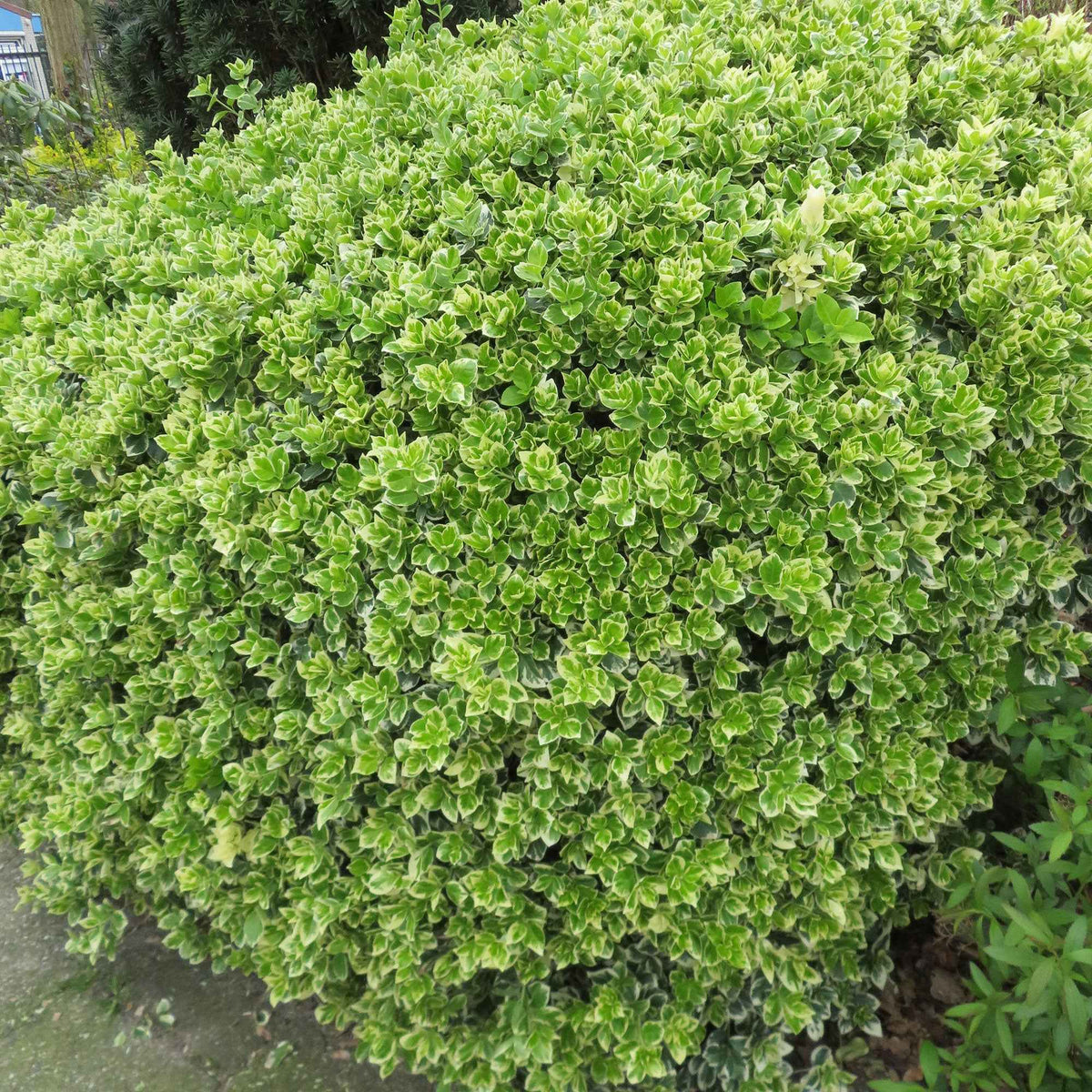 Kardinaalsmuts 'Emerald Gaiety' - Euonymus fortunei emerald gaiety - Bakker