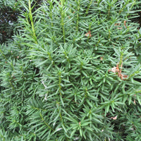 Taxus 'Hicksii' - Taxus media hicksii - Heesters en vaste planten
