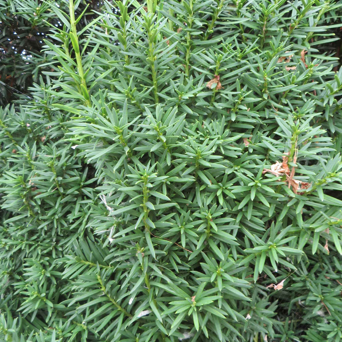 Taxus 'Hicksii' 9cm pot - Taxus media Hicksii - Bakker