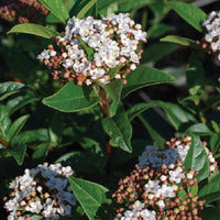 Sneeuwbal - Viburnum tinus - Heesters en vaste planten