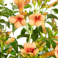 Trompetbloem 'Indian Summer' - Campsis tagliabuana indian summer ® - Heesters en vaste planten