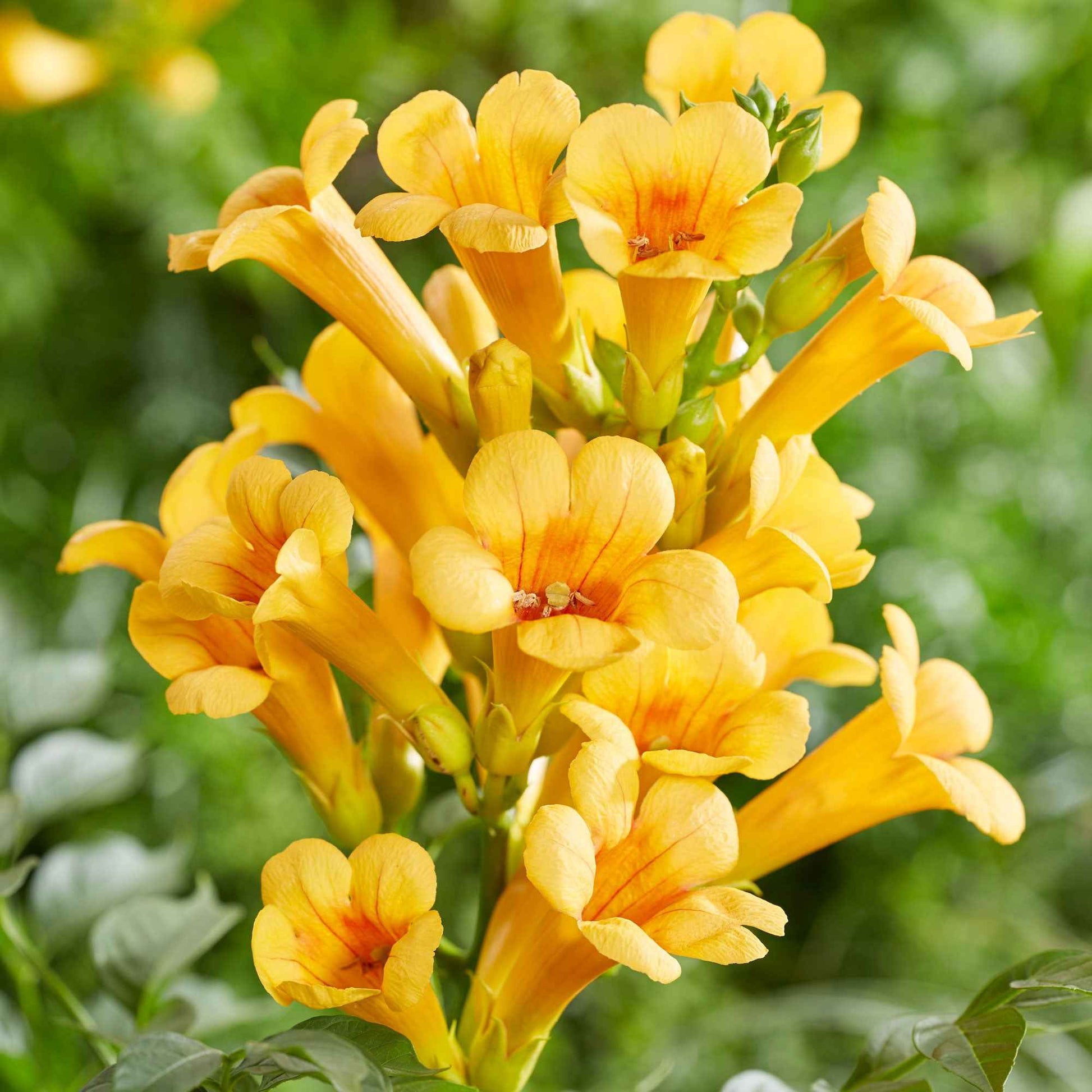 Trompetbloem 'Yellow Trumpet' - Campsis radicans yellow trumpet - Tuinplanten