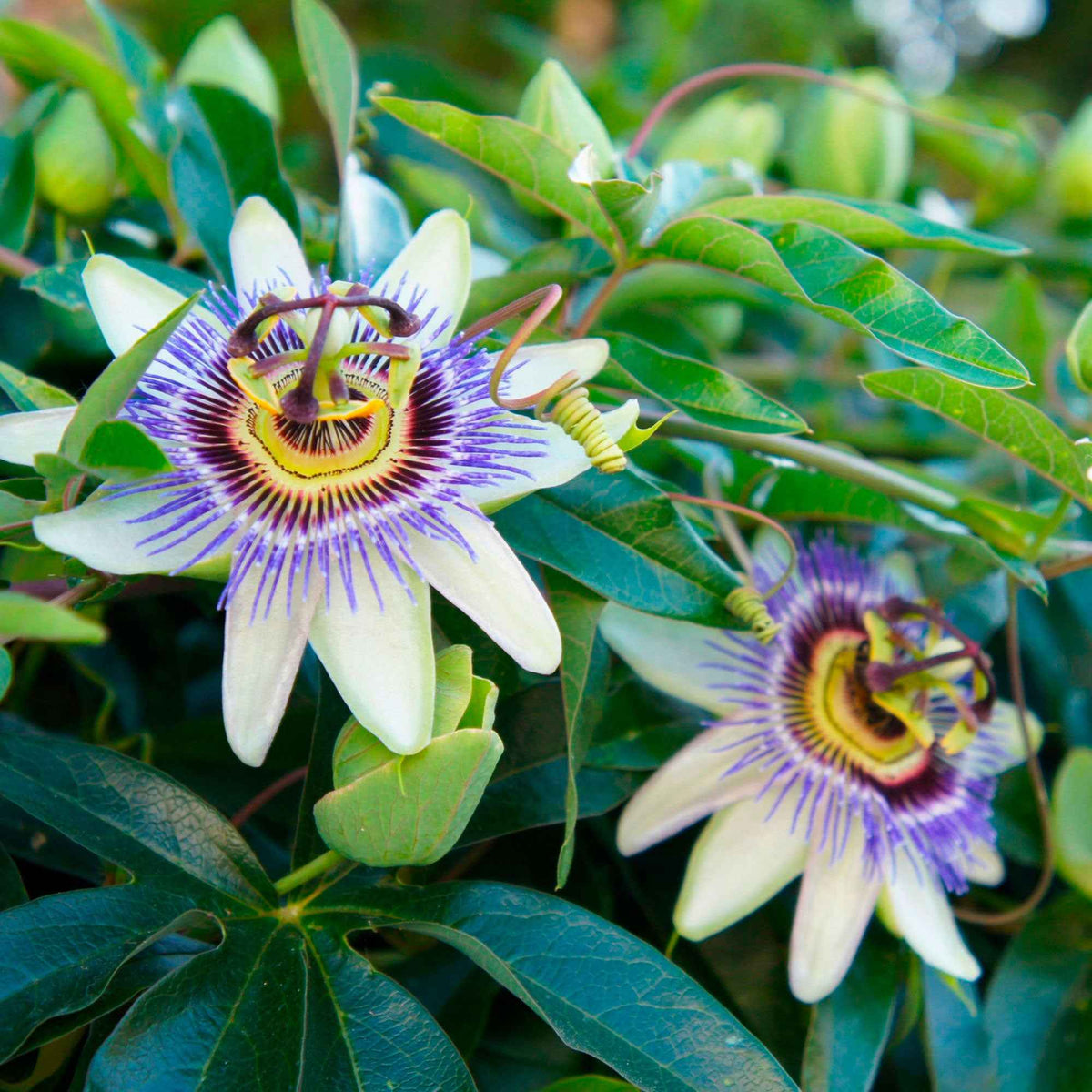 Passiebloem 2 Liter pot - Passiflora caerulea - Bakker