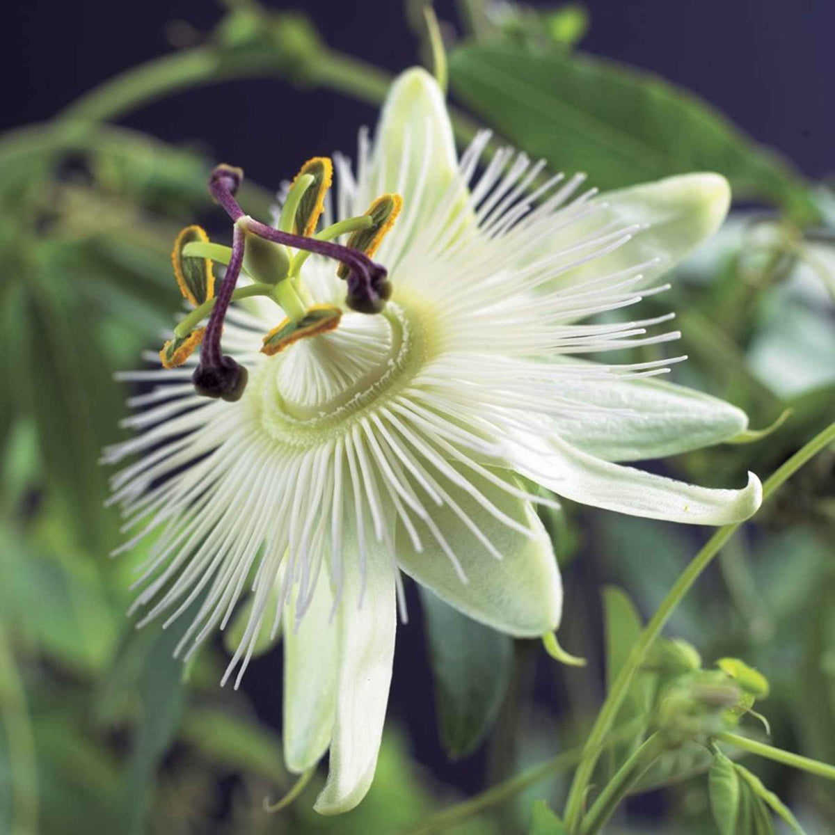 Passiebloem 'Constance Elliot' - Passiflora caerulea constance elliot - Bakker