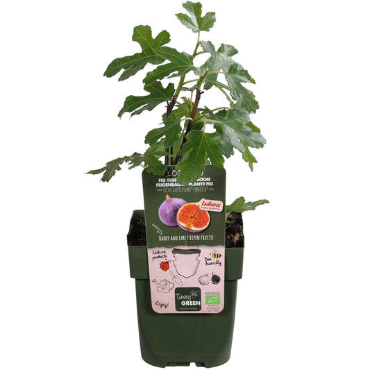 Vijgenboom Ficus 'Perretta' - Bio - Winterhard - Ficus carica 'Perretta' - Fruit