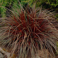 Mahoniegras 'Rubra' - Uncinia rubra - Tuinplanten