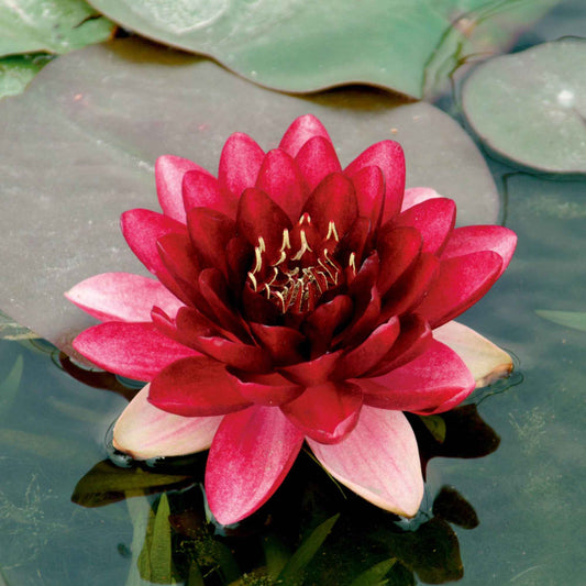 Waterlelie 'Perry's Almost Black' rood - Bakker