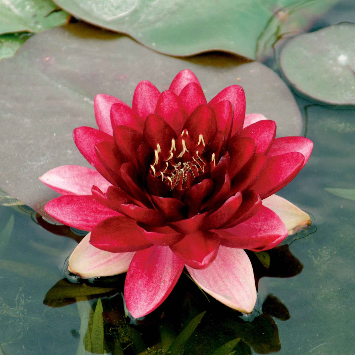 Waterlelie 'Perry's Almost Black' rood - Bakker