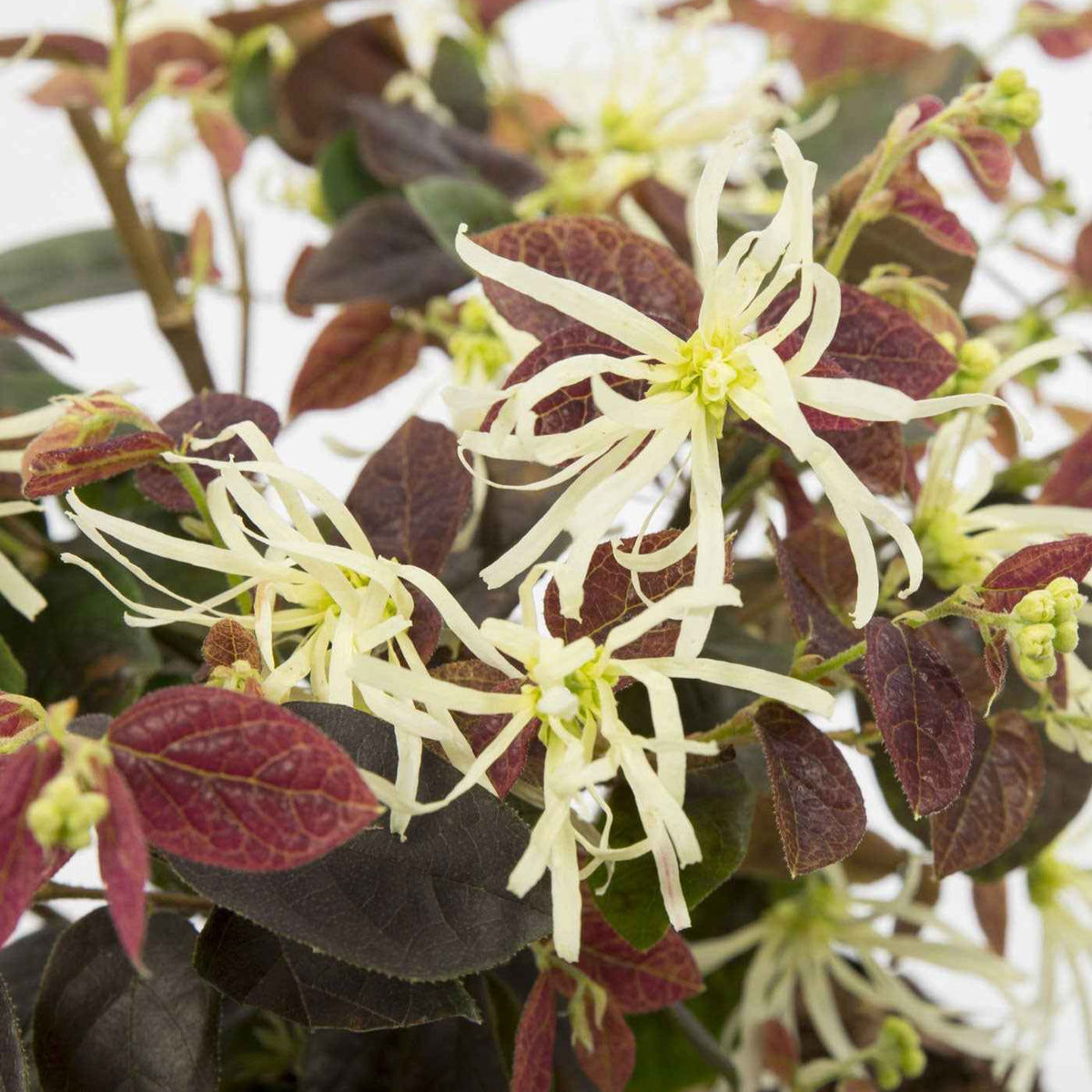 Heksenstruik 'Ruby Snow' - Loropetalum chinense Iwai' Ruby Snow - Bakker