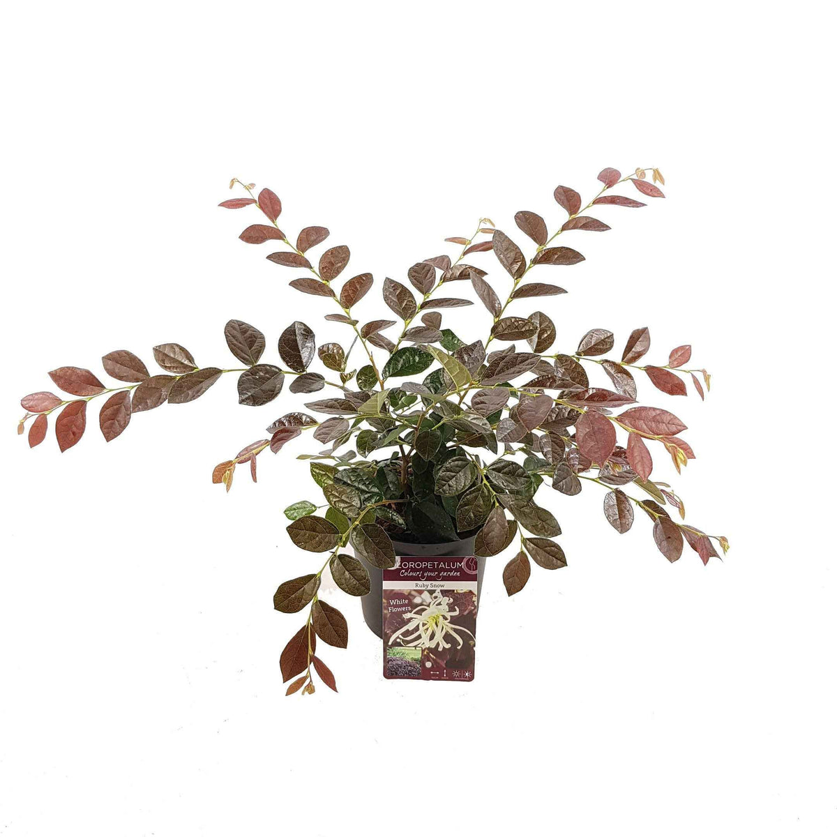 Loropetalum chinense Iwai' Ruby Snow - Heksenstruik 'Ruby Snow' - Bloeiende heesters