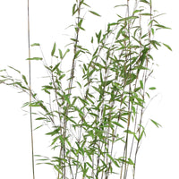 Bamboe 'Volcano' - Fargesia nitida 'volcano' - Plantsoort