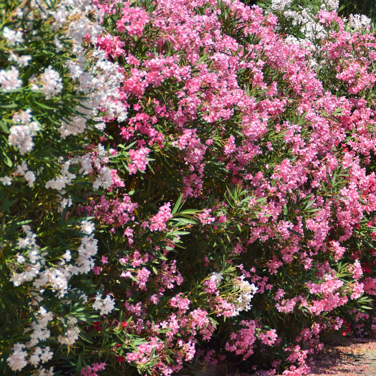 Verkoop Oleander - Nerium oleander