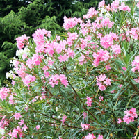 Oleander - Nerium oleander