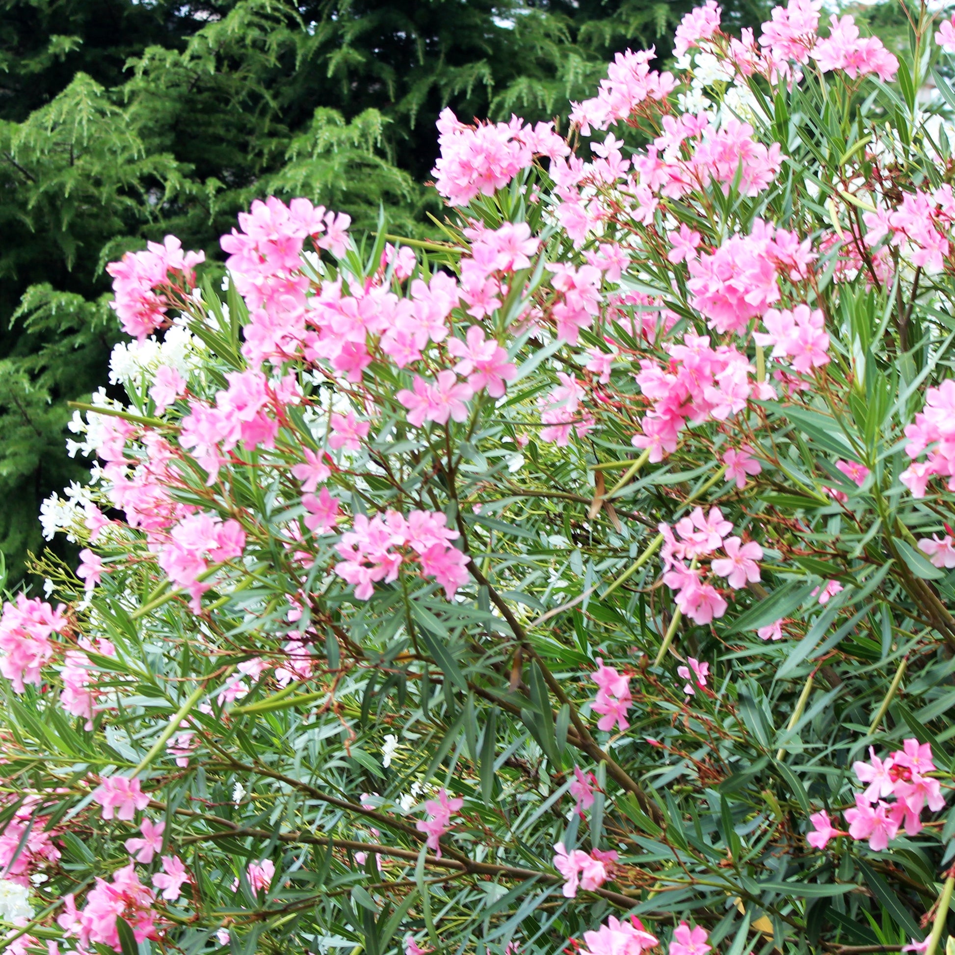 Oleander - Nerium oleander