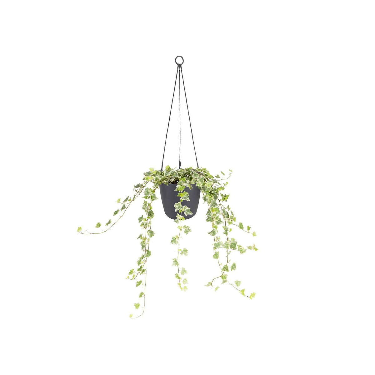 Hanging basket Elho brussels antraciet -  - Bakker