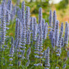 Dropplant 'Blue Fortune' - Agastache blue fortune - Tuinplanten