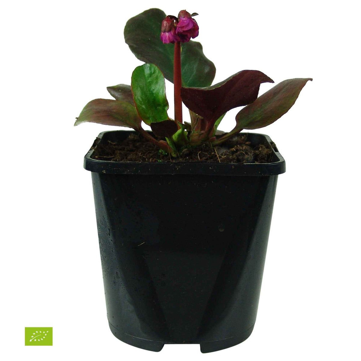 Bergenia cordifolia Eroica - Schoenlappersplant 'Eroica' - Bergenia