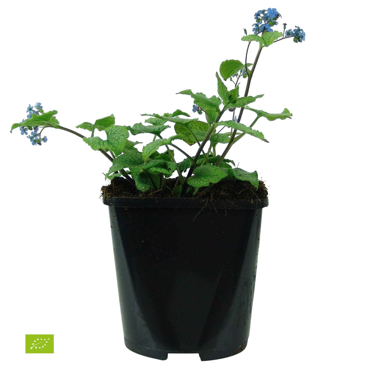 Kaukasische vergeet-mij-nietje 'Alexanders Great' - Brunnera macrophylla alexanders great - Bakker