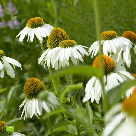 Zonnehoed 'Alba' - Echinacea purpurea alba - Tuinplanten