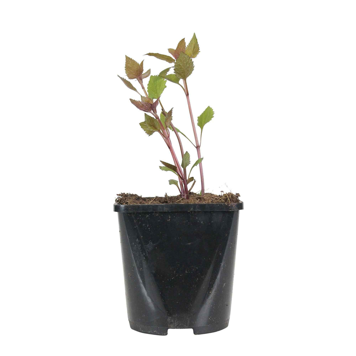 Leverkruid 'Chocolate' - Eupatorium rugosum chocolate - Bakker