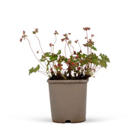 Geranium 'Biokovo' - Geranium cantabrigiense biokovo - Heesters en vaste planten