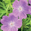 Bloedooievaarsbek (x3) - Geranium sanguineum