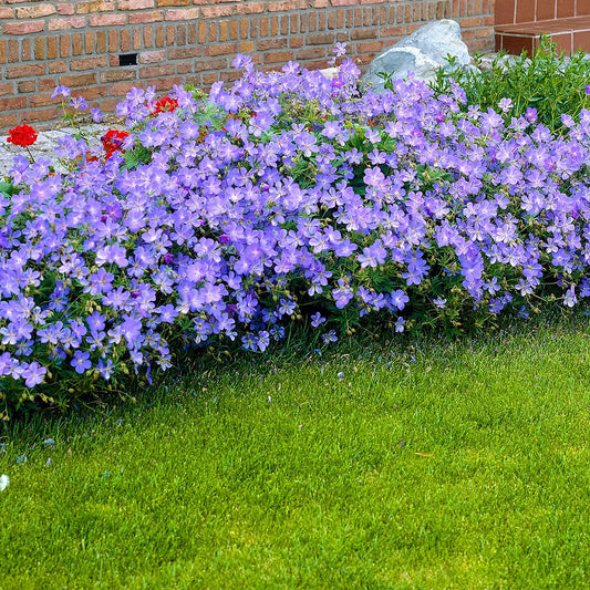 Geranium 'Johnson's Blue' - Geranium johnson's blue - Tuinplanten