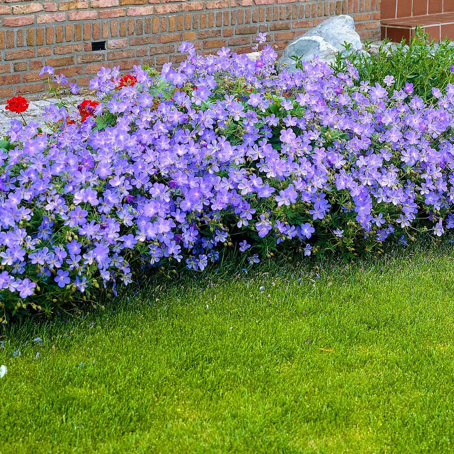 Biologische tuinplanten