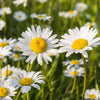 Margriet 'Maikoningin' (x3) - Leucanthemum vulgare maikönigin - Tuinplanten