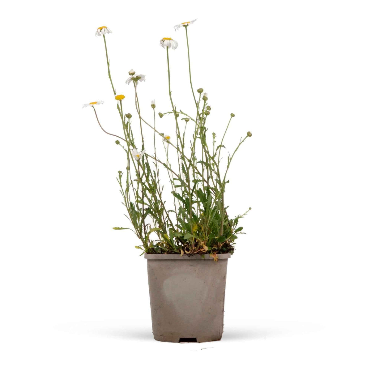 Margriet 'Maikoningin' - Leucanthemum vulgare maikönigin - Bakker