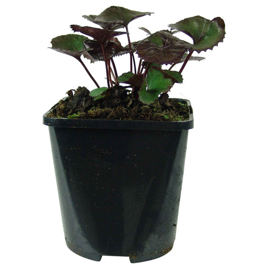 Kruiskruid 'Pandora' - Bakker