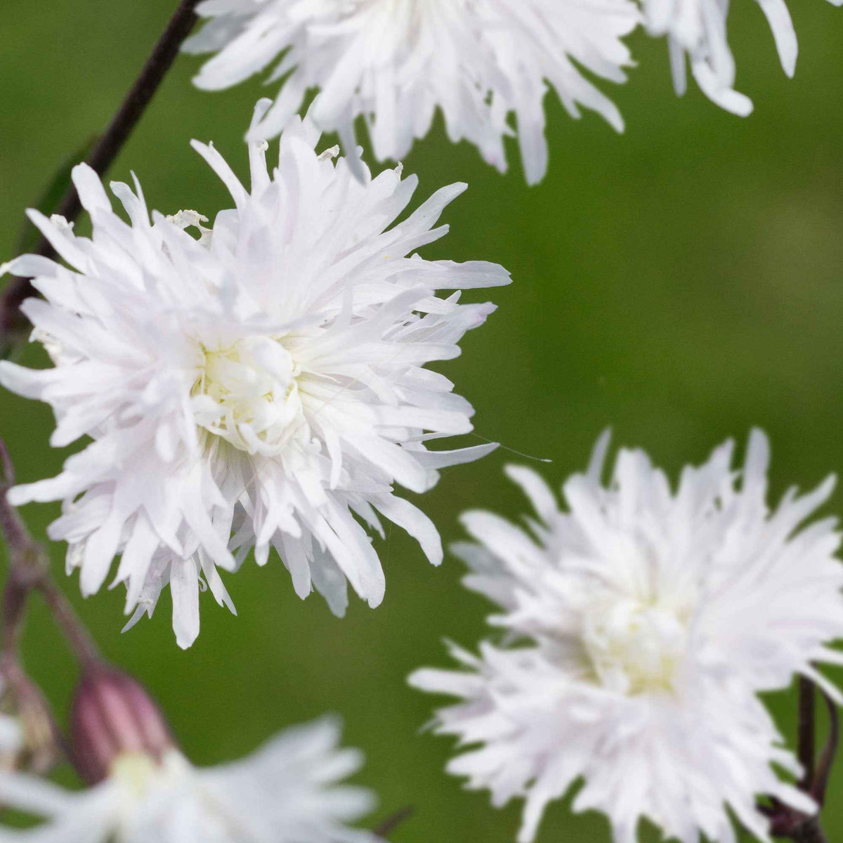 Echte koekoeksbloem 'Petit Henri' - Bakker