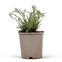 Edelweiss (x3) - Leontopodium alpinum - Heesters en vaste planten