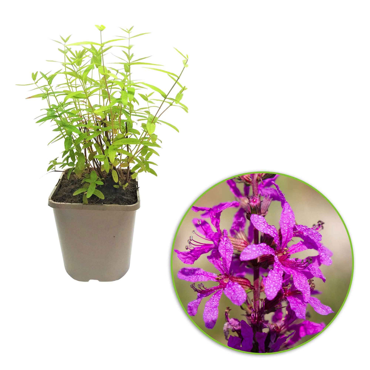 Lythrum salicaria ssp intermedium - Grote kattenstaart - Vaste planten