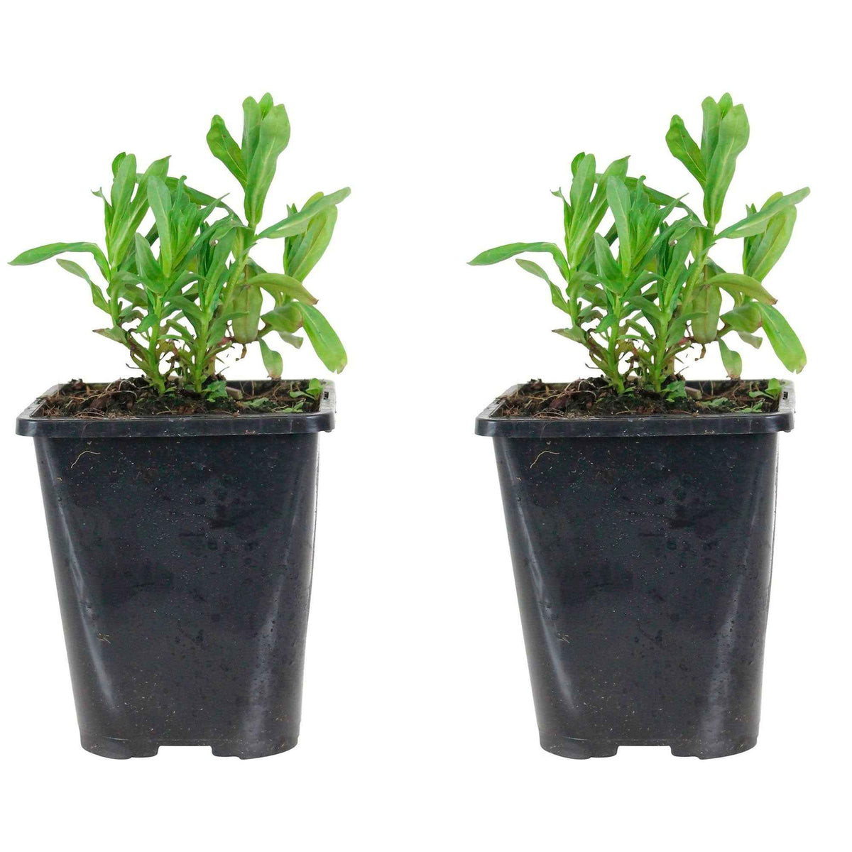 Vaste planten - Grote kattenstaart - Lythrum salicaria ssp intermedium